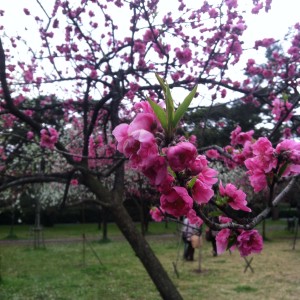 The fleeting cherry blossoms.