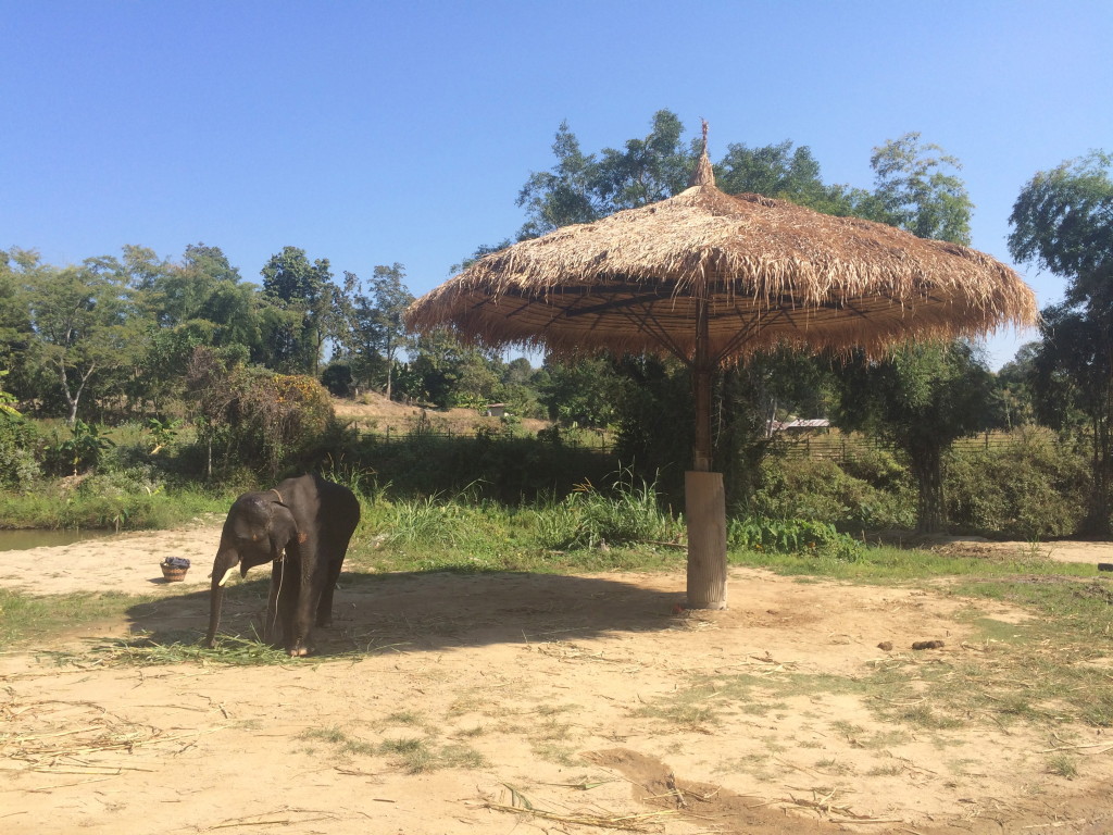 Elephant Retirement Park