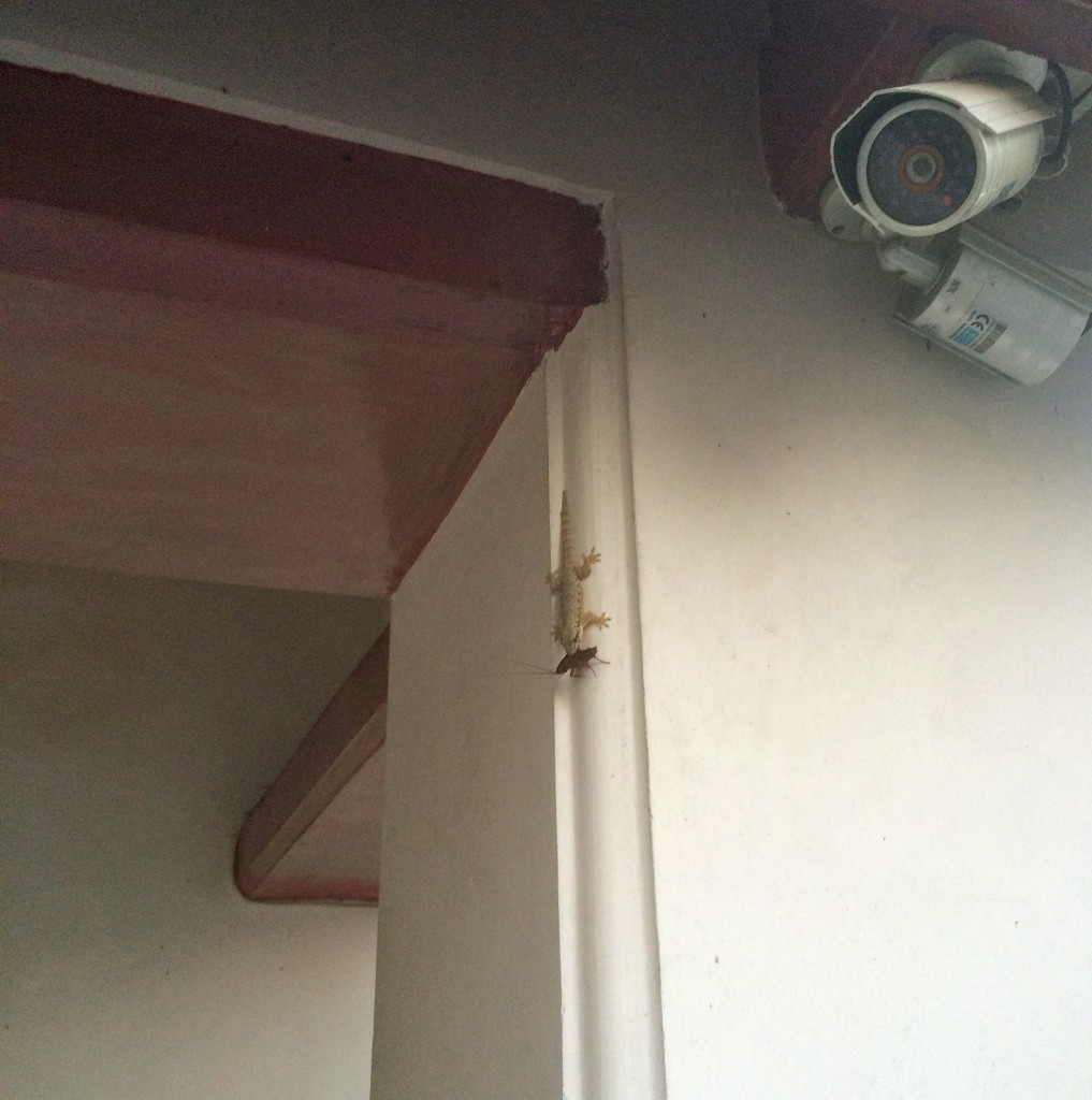 A lizard at Wat Arun